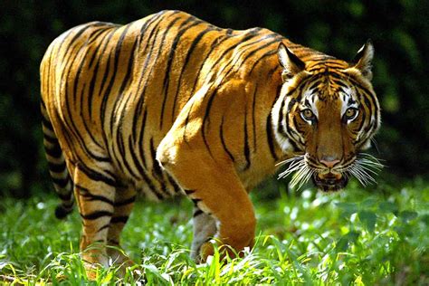 indochinese tiger vs bengal tiger